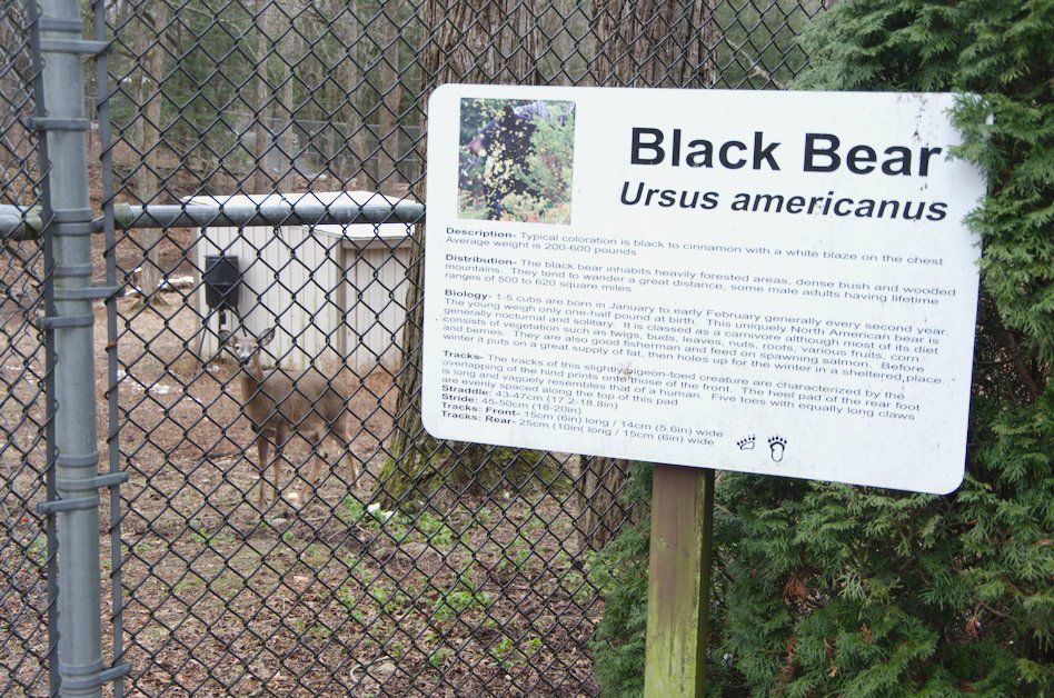 bear sign.jpg